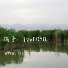 û