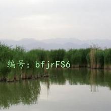 ƻ