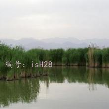 ½