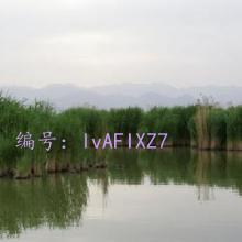 Ͻ